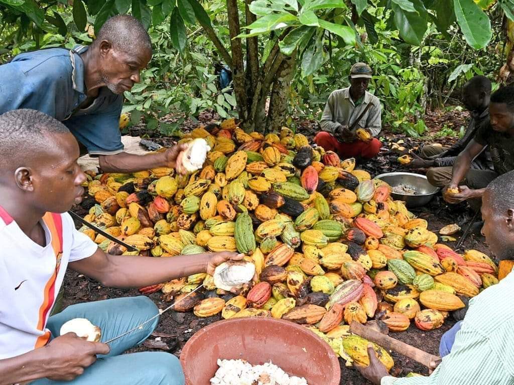 Micro-trottoir : La jeunesse de Bonoua réagi face à l’augmentation du prix du cacao