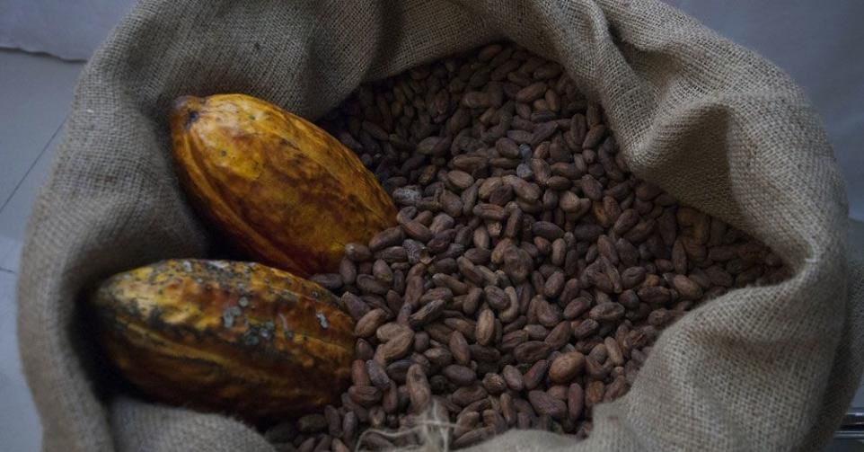International : Le prix du cacao en chute libre, -25% en deux jours